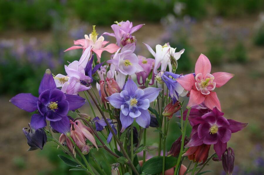 Orlíček obecný mix - Aquilegia vulgaris mix