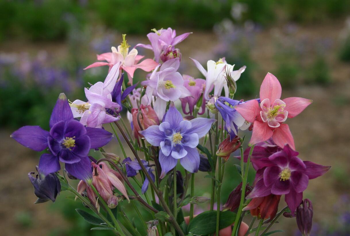 Orlíček obecný mix - Aquilegia vulgaris mix