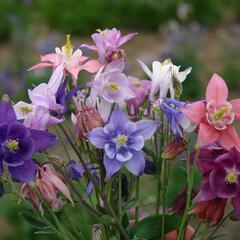 Orlíček obecný mix - Aquilegia vulgaris mix