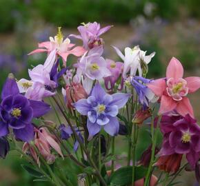 Orlíček obecný mix - Aquilegia vulgaris mix