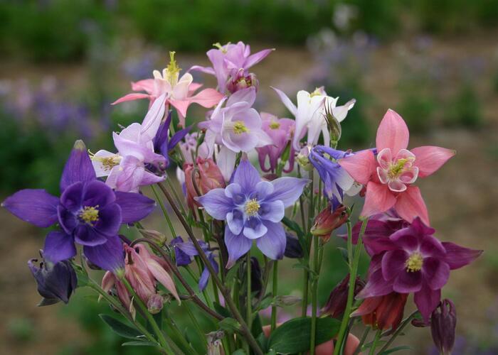 Orlíček obecný mix - Aquilegia vulgaris mix