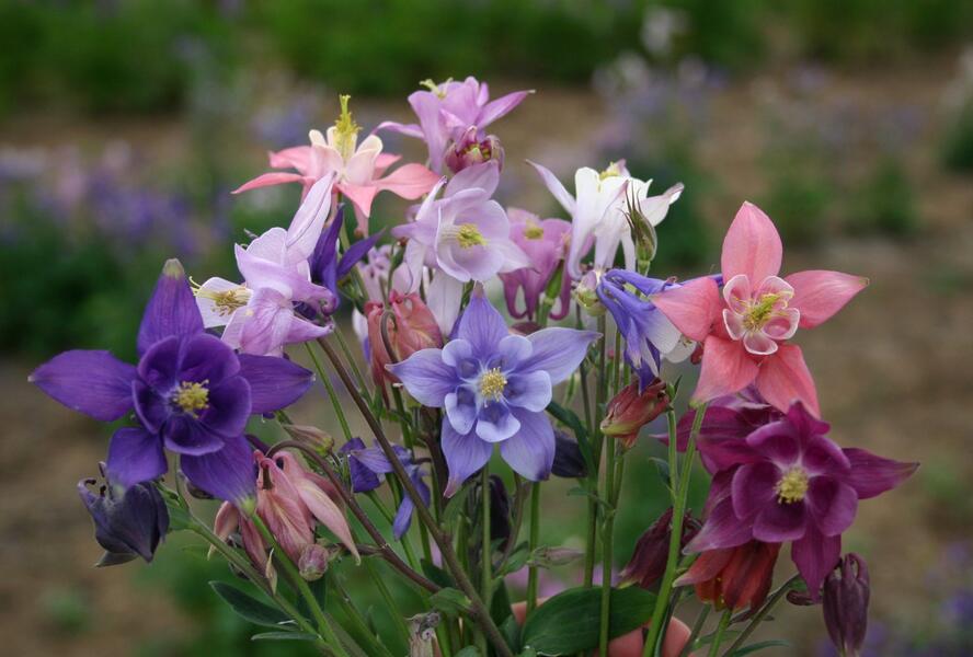 Orlíček obecný mix - Aquilegia vulgaris mix