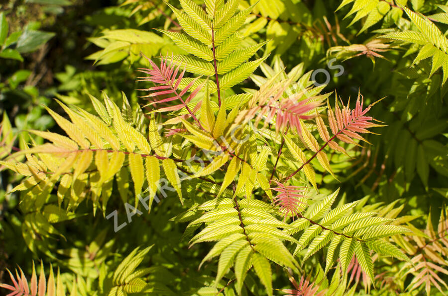 Tavolníkovec jeřábolistý 'Sem' - Sorbaria sorbifolia 'Sem'