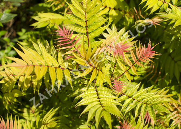 Tavolníkovec jeřábolistý 'Sem' - Sorbaria sorbifolia 'Sem'