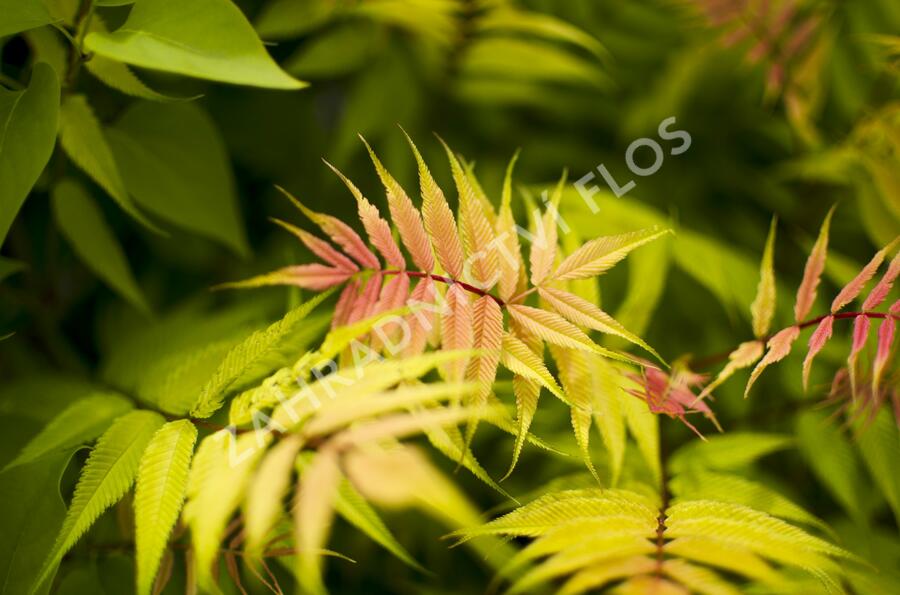 Tavolníkovec jeřábolistý 'Sem' - Sorbaria sorbifolia 'Sem'