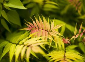 Tavolníkovec jeřábolistý 'Sem' - Sorbaria sorbifolia 'Sem'