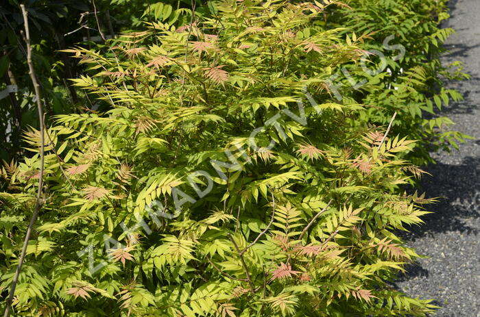 Tavolníkovec jeřábolistý 'Sem' - Sorbaria sorbifolia 'Sem'