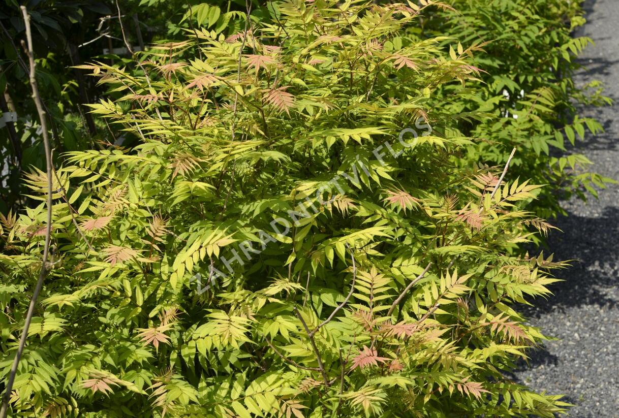 Tavolníkovec jeřábolistý 'Sem' - Sorbaria sorbifolia 'Sem'
