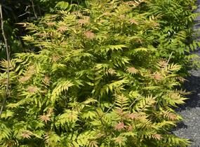 Tavolníkovec jeřábolistý 'Sem' - Sorbaria sorbifolia 'Sem'