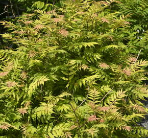 Tavolníkovec jeřábolistý 'Sem' - Sorbaria sorbifolia 'Sem'