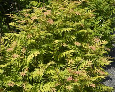 Tavolníkovec jeřábolistý 'Sem'