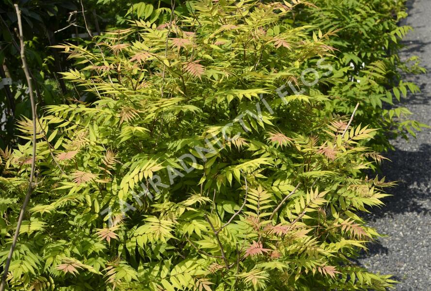 Tavolníkovec jeřábolistý 'Sem' - Sorbaria sorbifolia 'Sem'