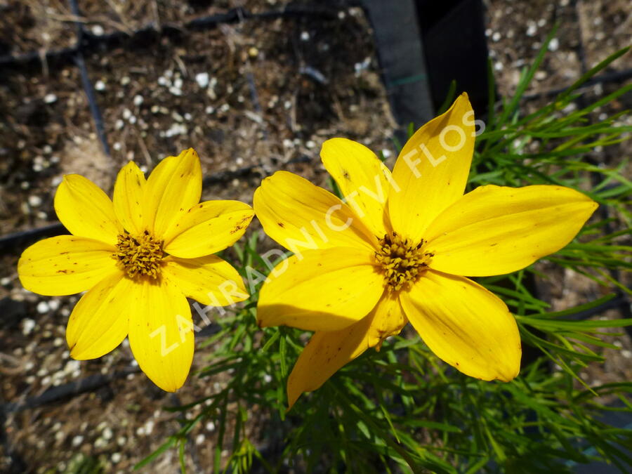 Krásnoočko přeslenité 'Grandiflora' - Coreopsis verticillata 'Grandiflora'