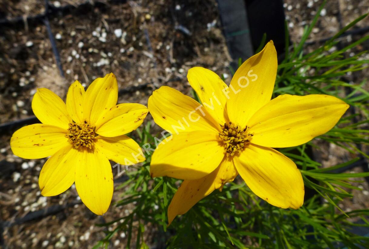Krásnoočko přeslenité 'Grandiflora' - Coreopsis verticillata 'Grandiflora'