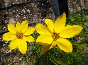 Krásnoočko přeslenité 'Grandiflora' - Coreopsis verticillata 'Grandiflora'