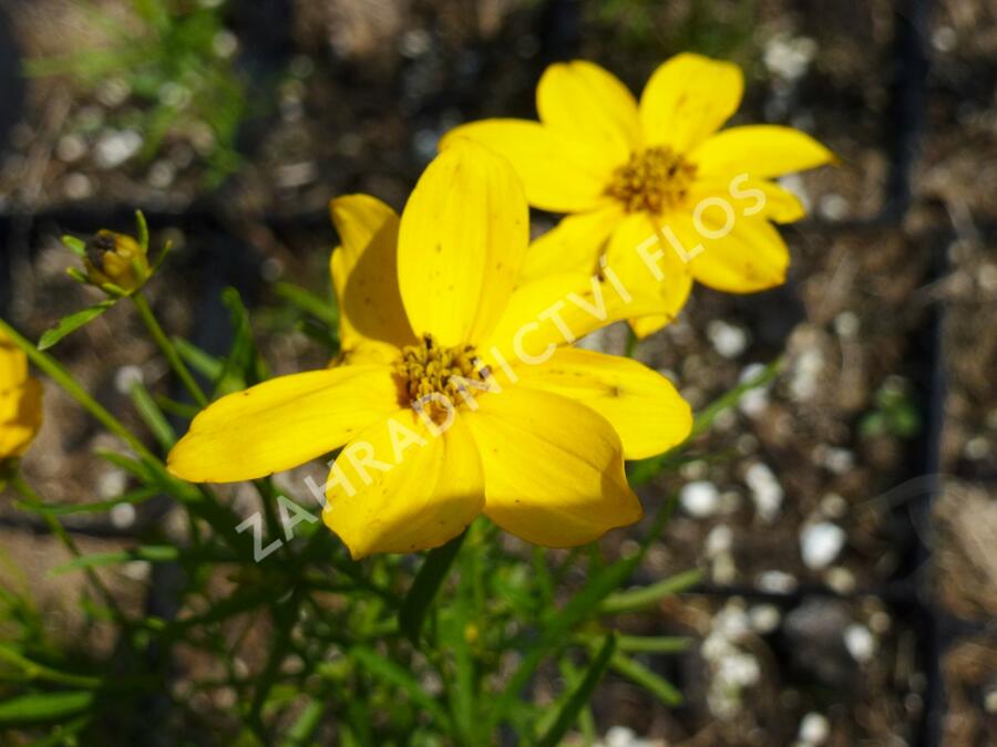 Krásnoočko přeslenité 'Grandiflora' - Coreopsis verticillata 'Grandiflora'