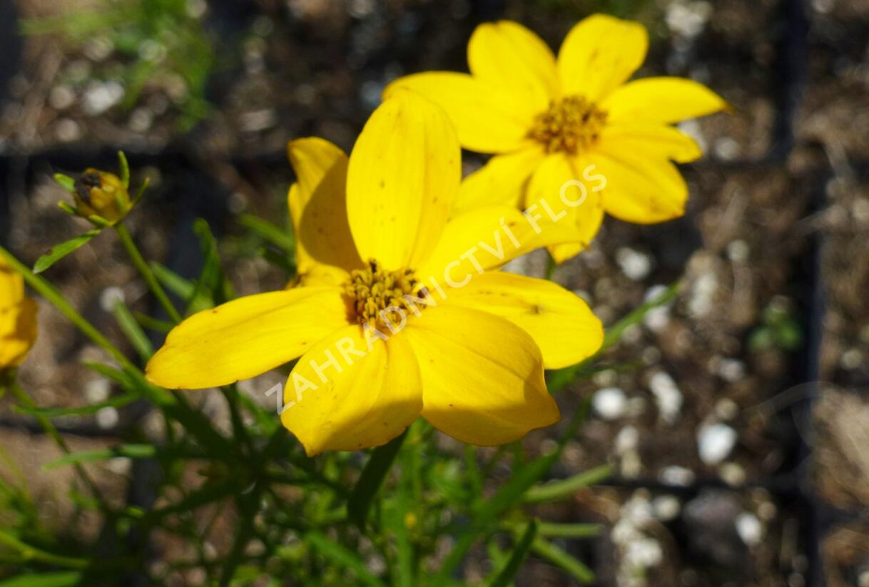 Krásnoočko přeslenité 'Grandiflora' - Coreopsis verticillata 'Grandiflora'