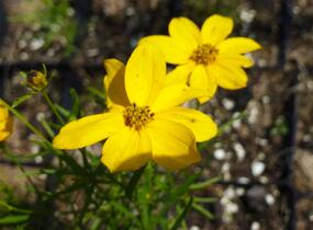 Krásnoočko přeslenité 'Grandiflora' - Coreopsis verticillata 'Grandiflora'