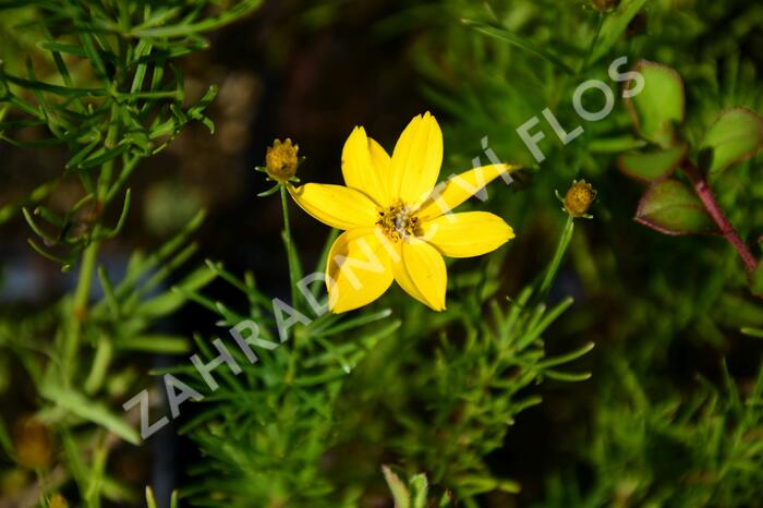 Krásnoočko přeslenité 'Grandiflora' - Coreopsis verticillata 'Grandiflora'