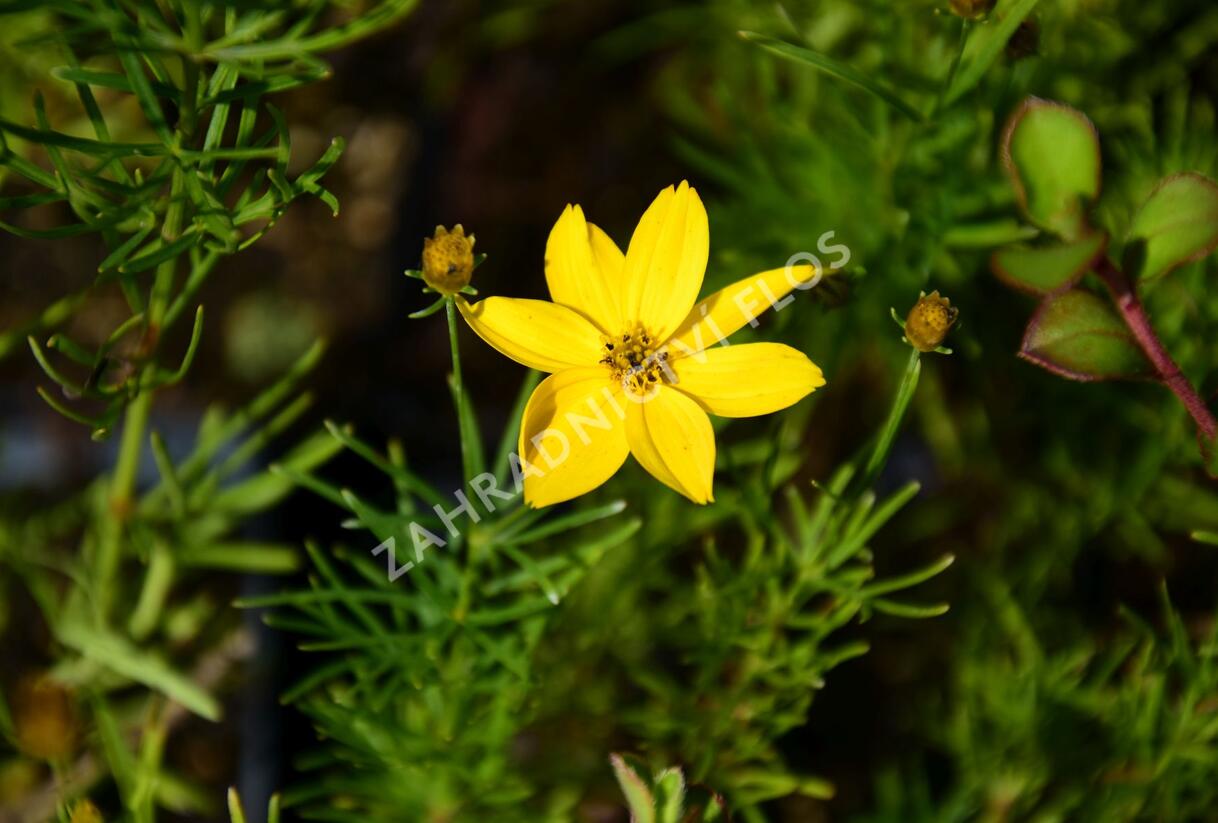 Krásnoočko přeslenité 'Grandiflora' - Coreopsis verticillata 'Grandiflora'