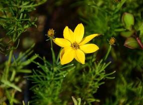 Krásnoočko přeslenité 'Grandiflora' - Coreopsis verticillata 'Grandiflora'
