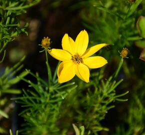 Krásnoočko přeslenité 'Grandiflora' - Coreopsis verticillata 'Grandiflora'