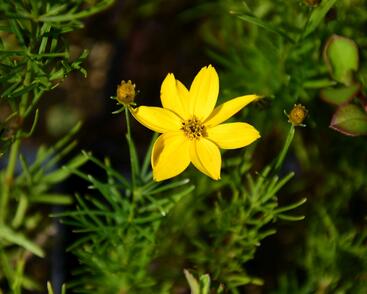 Krásnoočko přeslenité 'Grandiflora'