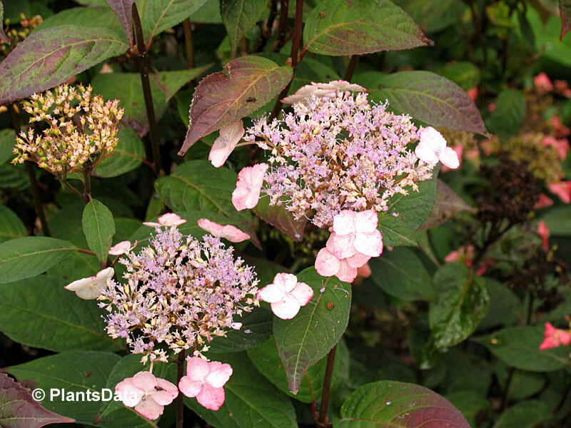 Hortenzie pilovitá 'Acuminata' - Hydrangea serrata 'Acuminata'