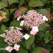 Hortenzie pilovitá 'Acuminata' - Hydrangea serrata 'Acuminata'