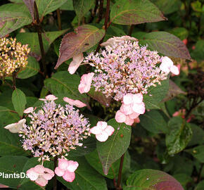 Hortenzie pilovitá 'Acuminata' - Hydrangea serrata 'Acuminata'