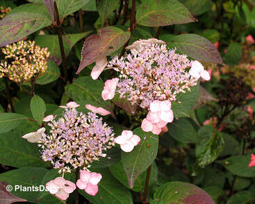 Hortenzie pilovitá 'Acuminata'
