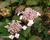Hortenzie pilovitá 'Acuminata'