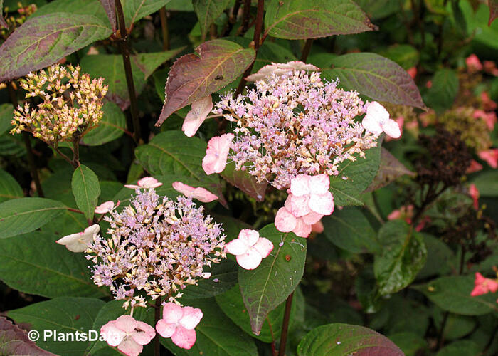 Hortenzie pilovitá 'Acuminata' - Hydrangea serrata 'Acuminata'