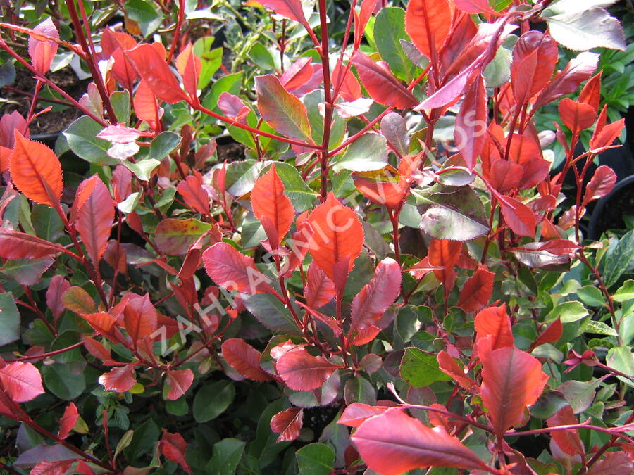 Blýskavka Fraserova 'Little Red Robin' - Photinia fraseri 'Little Red Robin'