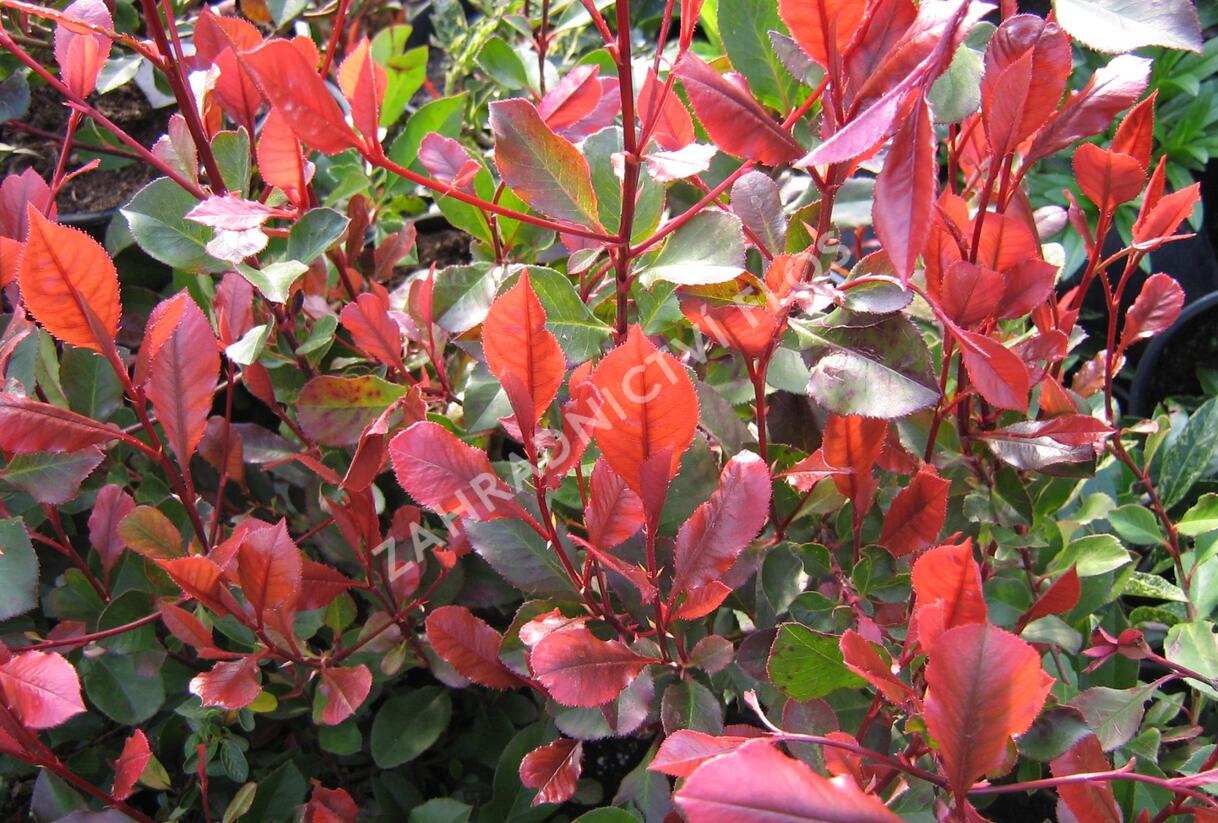 Blýskavka Fraserova 'Little Red Robin' - Photinia fraseri 'Little Red Robin'