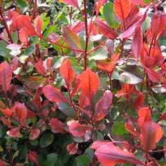 Blýskavka Fraserova 'Little Red Robin' - Photinia fraseri 'Little Red Robin'