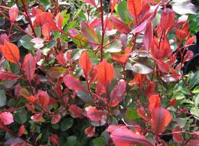 Blýskavka Fraserova 'Little Red Robin' - Photinia fraseri 'Little Red Robin'