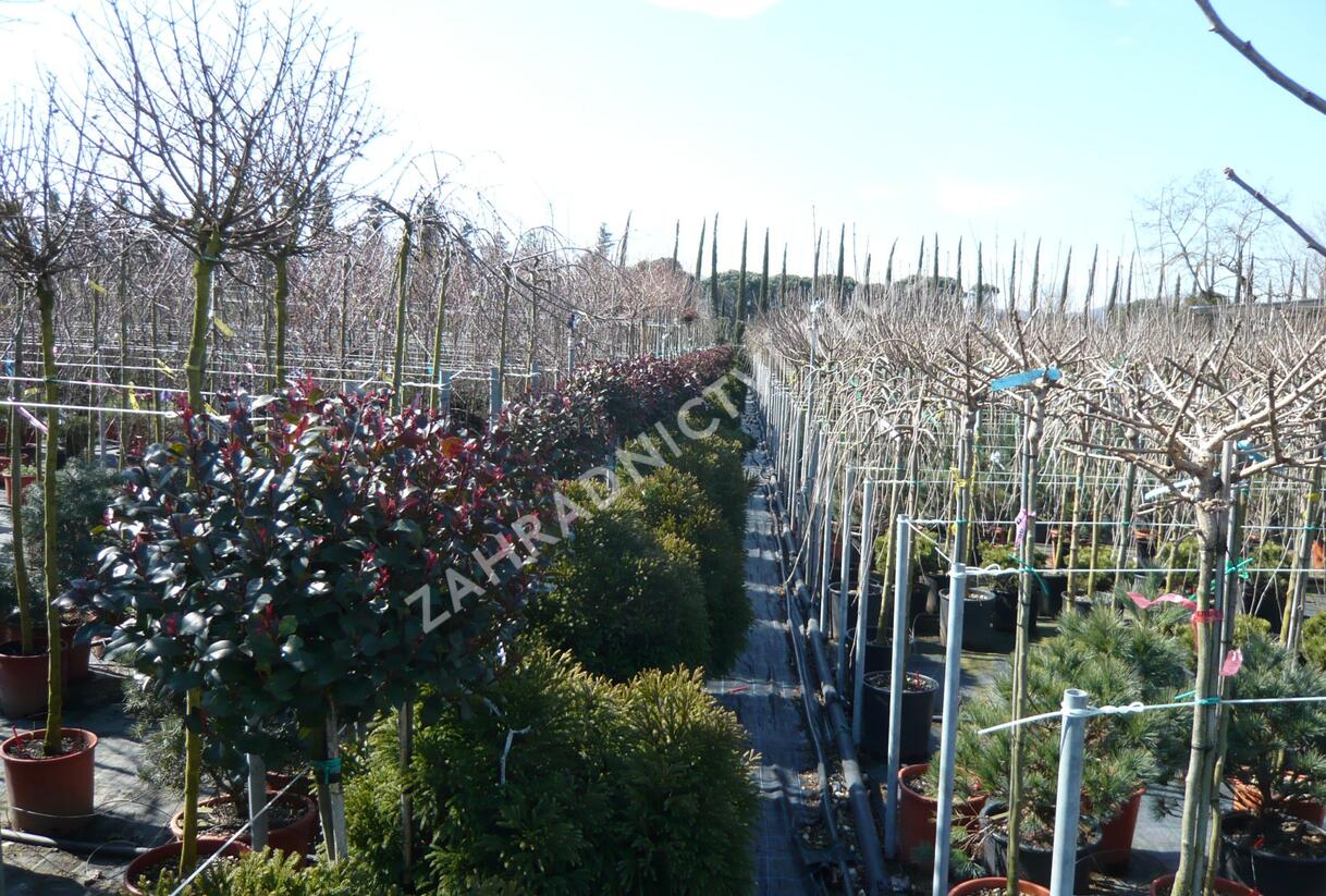 Blýskavka Fraserova 'Little Red Robin' - Photinia fraseri 'Little Red Robin'