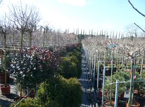 Blýskavka Fraserova 'Little Red Robin' - Photinia fraseri 'Little Red Robin'
