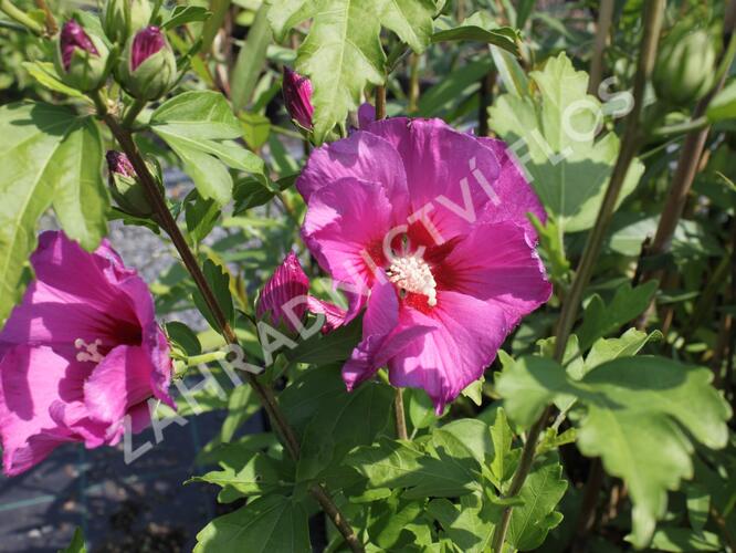 Ibišek syrský 'Russian Violet' - Hibiscus syriacus 'Russian Violet'