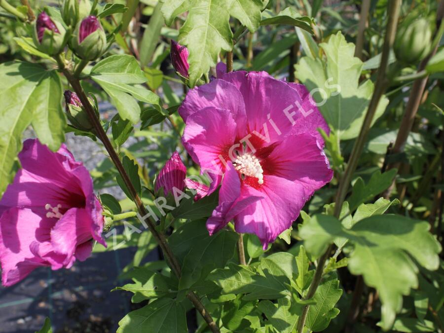 Ibišek syrský 'Russian Violet' - Hibiscus syriacus 'Russian Violet'