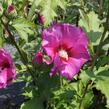 Ibišek syrský 'Russian Violet' - Hibiscus syriacus 'Russian Violet'