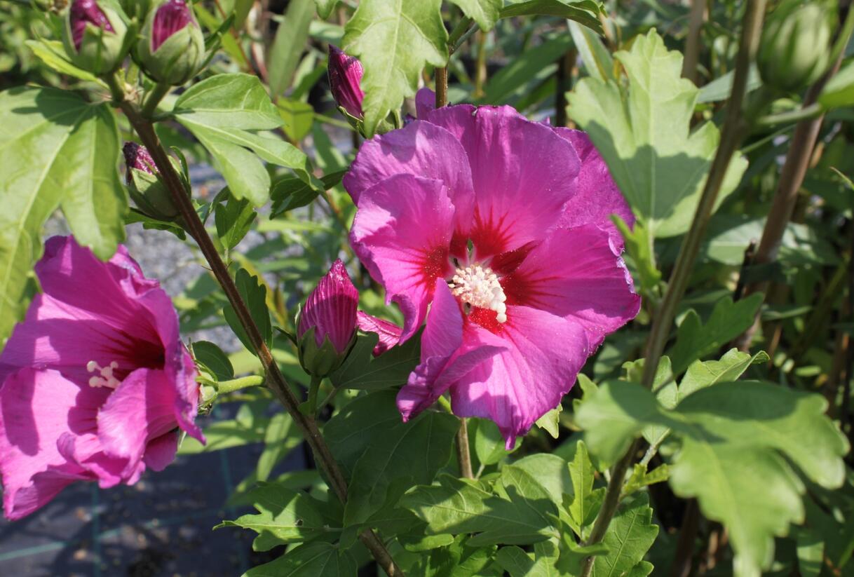 Ibišek syrský 'Russian Violet' - Hibiscus syriacus 'Russian Violet'