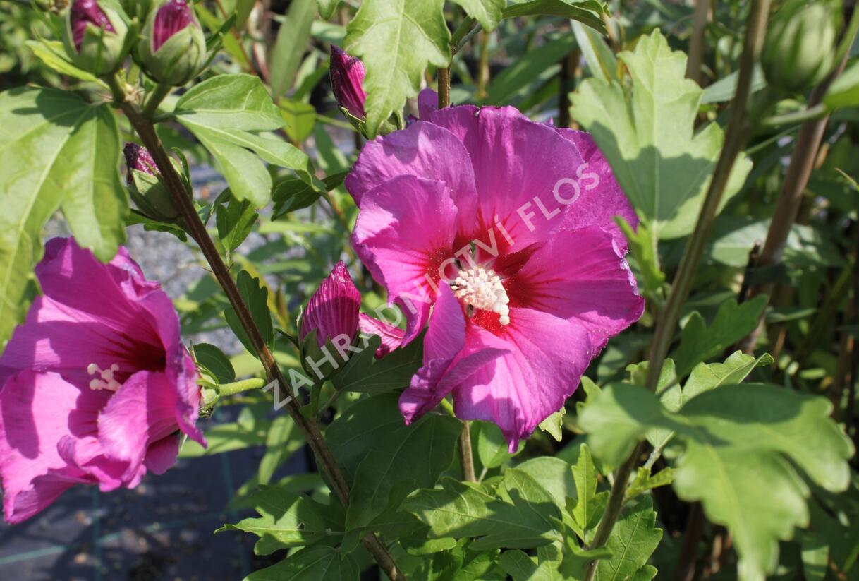 Ibišek syrský 'Russian Violet' - Hibiscus syriacus 'Russian Violet'