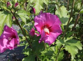 Ibišek syrský 'Russian Violet' - Hibiscus syriacus 'Russian Violet'