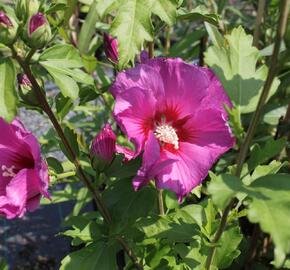 Ibišek syrský 'Russian Violet' - Hibiscus syriacus 'Russian Violet'