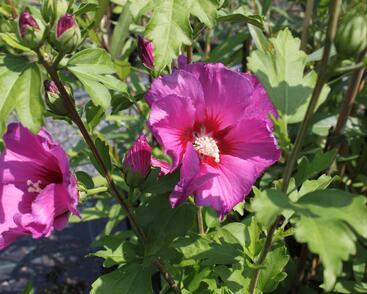 Ibišek syrský 'Russian Violet'