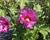 Ibišek syrský 'Russian Violet'