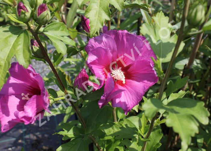 Ibišek syrský 'Russian Violet' - Hibiscus syriacus 'Russian Violet'