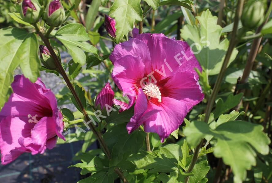 Ibišek syrský 'Russian Violet' - Hibiscus syriacus 'Russian Violet'